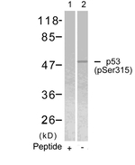 Phospho-p53 (Ser315) Antibody in Western Blot (WB)