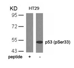 Phospho-p53 (Ser33) Antibody in Western Blot (WB)