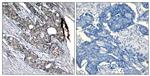 Phospho-p53 (Ser6) Antibody in Immunohistochemistry (Paraffin) (IHC (P))