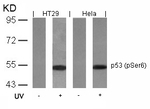 Phospho-p53 (Ser6) Antibody in Western Blot (WB)