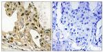 Phospho-p53 (Thr387) Antibody in Immunohistochemistry (Paraffin) (IHC (P))