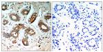 Phospho-14-3-3 zeta (Ser58) Antibody in Immunohistochemistry (Paraffin) (IHC (P))