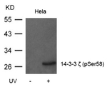 Phospho-14-3-3 zeta (Ser58) Antibody in Western Blot (WB)