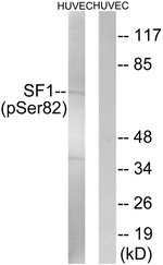 Phospho-SF1 (Ser82) Antibody in Western Blot (WB)