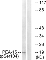 Phospho-PEA15 (Ser104) Antibody in Western Blot (WB)