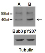 Phospho-Bub3 (Tyr207) Polyclonal Antibody