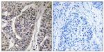 Phospho-p130Cas (Tyr410) Polyclonal Antibody