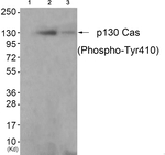 Phospho-p130Cas (Tyr410) Antibody in Western Blot (WB)