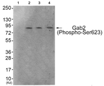 Phospho-GAB2 (Ser623) Antibody in Western Blot (WB)