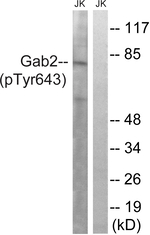 Phospho-GAB2 (Tyr643) Antibody in Western Blot (WB)