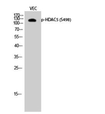 Phospho-HDAC5 (Ser498) Antibody in Western Blot (WB)