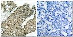 Phospho-G3BP1 (Ser232) Antibody in Immunohistochemistry (Paraffin) (IHC (P))