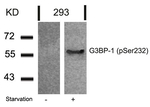 Phospho-G3BP1 (Ser232) Antibody in Western Blot (WB)