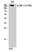 Phospho-GRF-1 (Tyr1105) Antibody in Western Blot (WB)