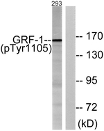 Phospho-GRF-1 (Tyr1105) Antibody in Western Blot (WB)