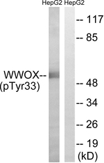 Phospho-WWOX (Tyr33) Antibody in Western Blot (WB)