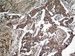 Phospho-EIF2S1 (Ser51) Antibody in Immunohistochemistry (Paraffin) (IHC (P))