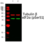 Phospho-EIF2S1 (Ser51) Antibody in Western Blot (WB)
