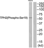 Phospho-TPH2 (Ser19) Polyclonal Antibody