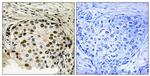 Phospho-OSR1 (Thr185) Antibody in Immunohistochemistry (Paraffin) (IHC (P))