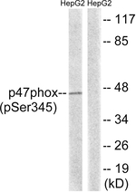 Phospho-p47phox (Ser345) Antibody in Western Blot (WB)