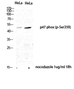 Phospho-p47phox (Ser359) Antibody in Western Blot (WB)