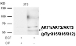Phospho-AKT Pan (Tyr315, Tyr316, Tyr312) Antibody in Western Blot (WB)