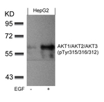 Phospho-AKT Pan (Tyr315, Tyr316, Tyr312) Antibody in Western Blot (WB)