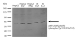 Phospho-AKT Pan (Tyr315, Tyr316, Tyr312) Antibody in Western Blot (WB)