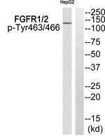 Phospho-FGFR1/FGFR2 (Tyr463, Tyr466) Polyclonal Antibody