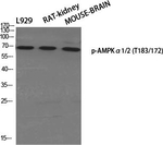 Phospho-AMPK alpha-1,2 (Thr183, Thr172) Antibody in Western Blot (WB)