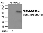 Phospho-PKD1/2/3/PKC mu (Ser738, Ser742) Antibody in Western Blot (WB)
