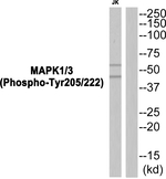 Phospho-ERK1/ERK2 (Tyr205, Tyr222) Antibody in Western Blot (WB)