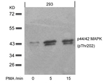 Phospho-ERK1/ERK2 (Thr202) Antibody in Western Blot (WB)