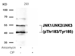 Phospho-JNK1/JNK2/JNK3 (Thr183, Tyr185) Antibody in Western Blot (WB)