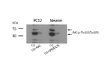 Phospho-JNK1/JNK2/JNK3 (Thr183, Tyr185) Antibody in Western Blot (WB)