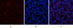 Phospho-ERK1/ERK2 (Thr202, Tyr204) Polyclonal Antibody