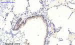Phospho-ERK1/ERK2 (Thr202, Tyr204) Antibody in Immunohistochemistry (Paraffin) (IHC (P))