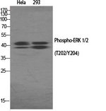 Phospho-ERK1/ERK2 (Thr202, Tyr204) Antibody in Western Blot (WB)