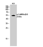 Phospho-CaMKII alpha/beta/delta (Thr305) Antibody in Western Blot (WB)