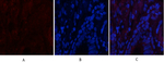 Phospho-CaMKII beta/gamma/delta (Thr287) Polyclonal Antibody