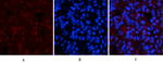Phospho-CaMKII beta/gamma/delta (Thr287) Antibody in Immunohistochemistry (Paraffin) (IHC (P))