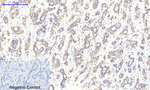 Phospho-CaMKII beta/gamma/delta (Thr287) Antibody in Immunohistochemistry (Paraffin) (IHC (P))