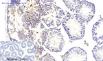 Phospho-CaMKII beta/gamma/delta (Thr287) Antibody in Immunohistochemistry (Paraffin) (IHC (P))