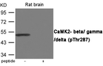 Phospho-CaMKII beta/gamma/delta (Thr287) Antibody in Western Blot (WB)