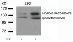 Phospho-HDAC4/HDAC5/HDAC9 (Ser246, Ser259, Ser220) Antibody in Western Blot (WB)