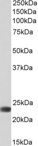 Flavin reductase Antibody in Western Blot (WB)