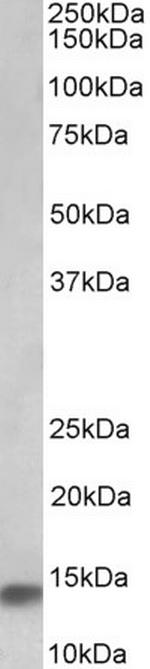 NDUFA7 Polyclonal Antibody