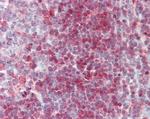 PNP Antibody in Immunohistochemistry (Paraffin) (IHC (P))