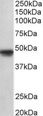 OCT6 Polyclonal Antibody